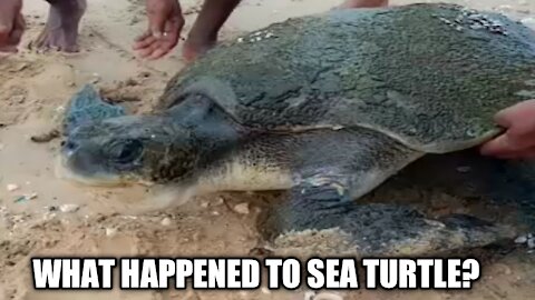 Help for sea Turtle