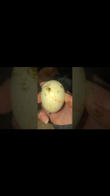 Chick started to pip egg