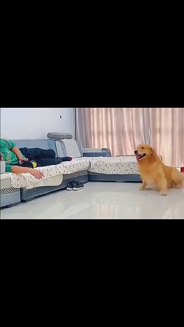 Retriever Decides He Wants The Little Dogs Spot - HaloRockNews