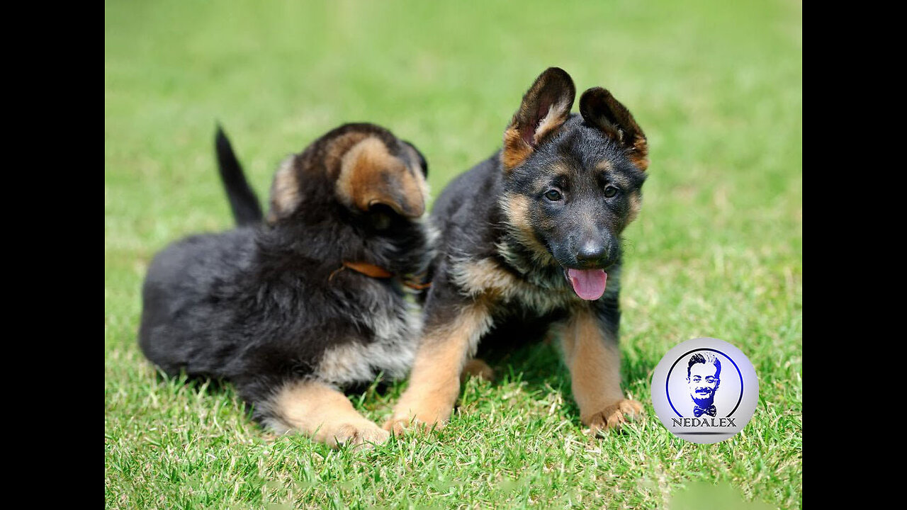 Baby German Shepherds Swimming