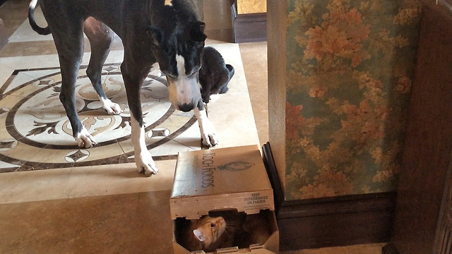 Katie the Great Dane talks and traps Jack the cat in a box