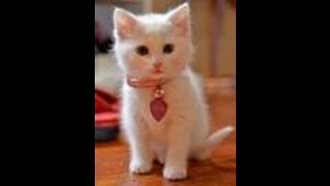 Cute Cat