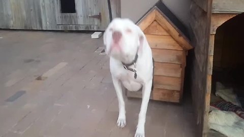 Big Dog Surprisingly Fits Into Tiny House