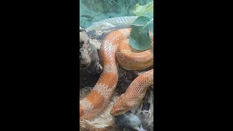 Albino corn snake, Pumpkin as she devours a rodent!