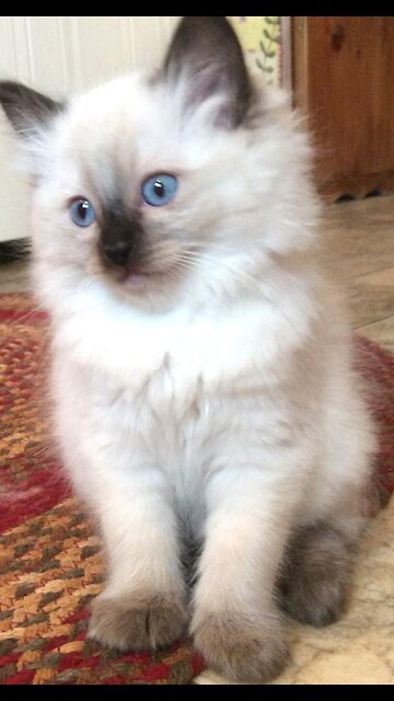 Cats with blue eyes.