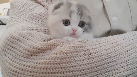 Cute Cat