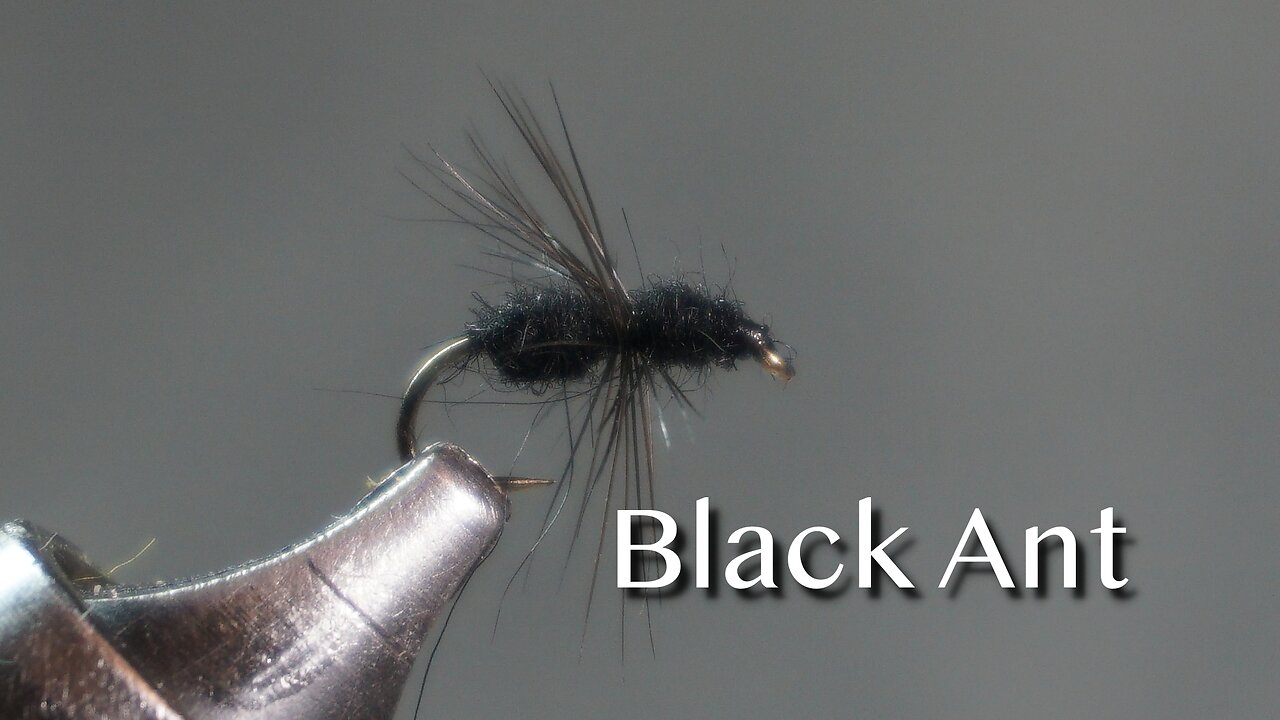 Black Ant (traditional)