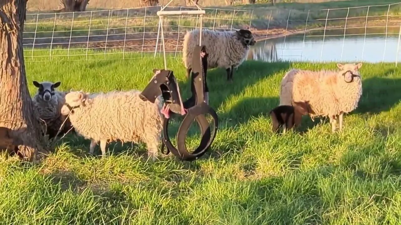 Baby lambs 2023