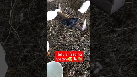 Feeding my Ducks with Natural Products😊|#shorts #short #shortvideo #shortsvideo #shortsfeed #farming