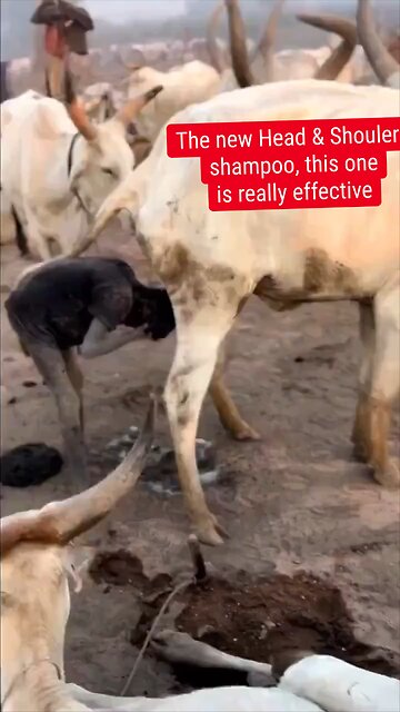 The new Head & Shoulers shampoo, this one is really effective 😂