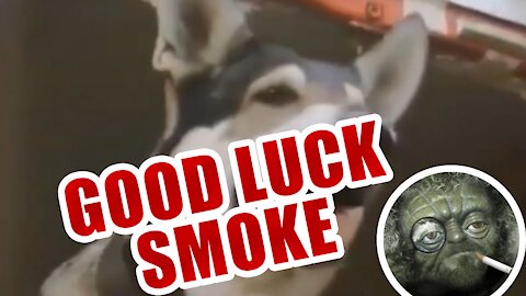Good Luck Smoke - Dog Jumps From a Plane