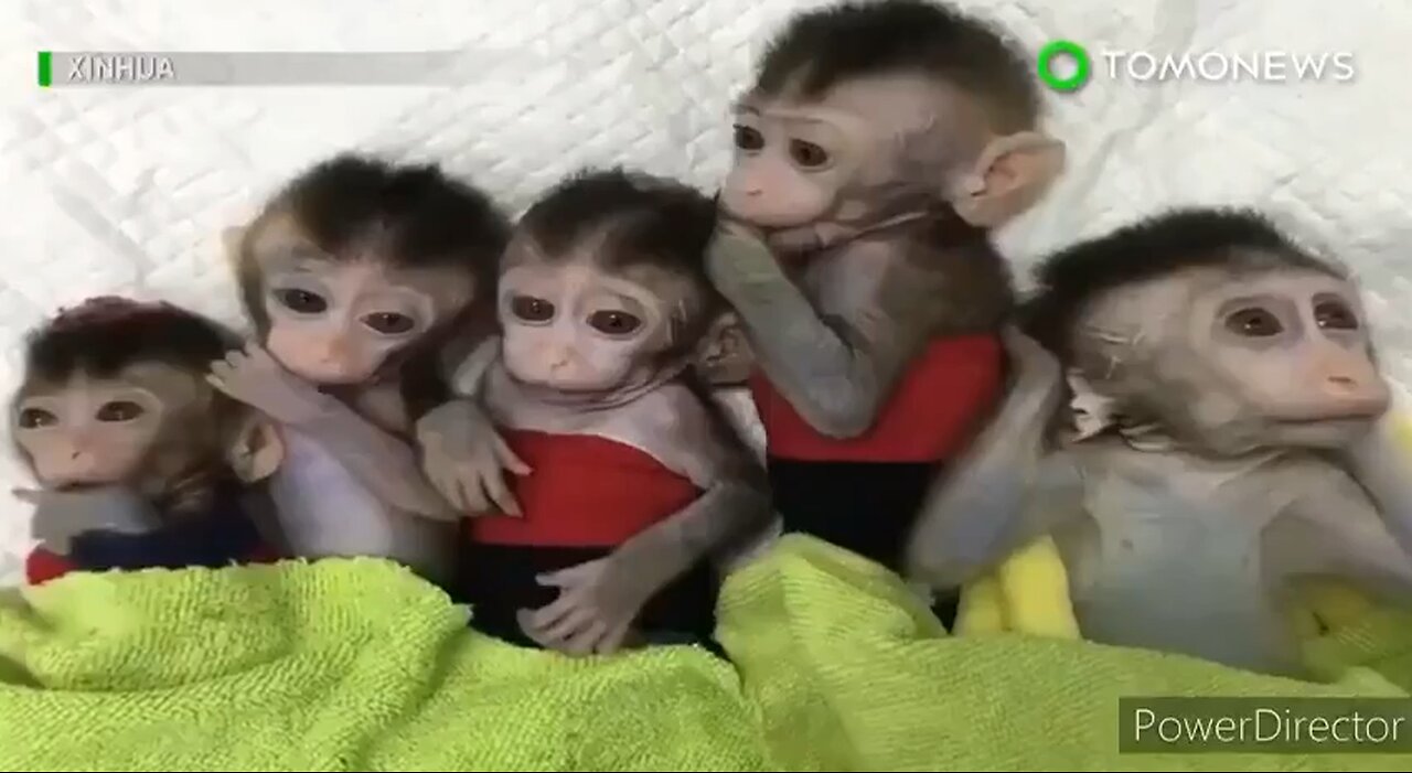 😳 Mad scientists are playing God in their underground labs creating Monkey-Human hybrids.