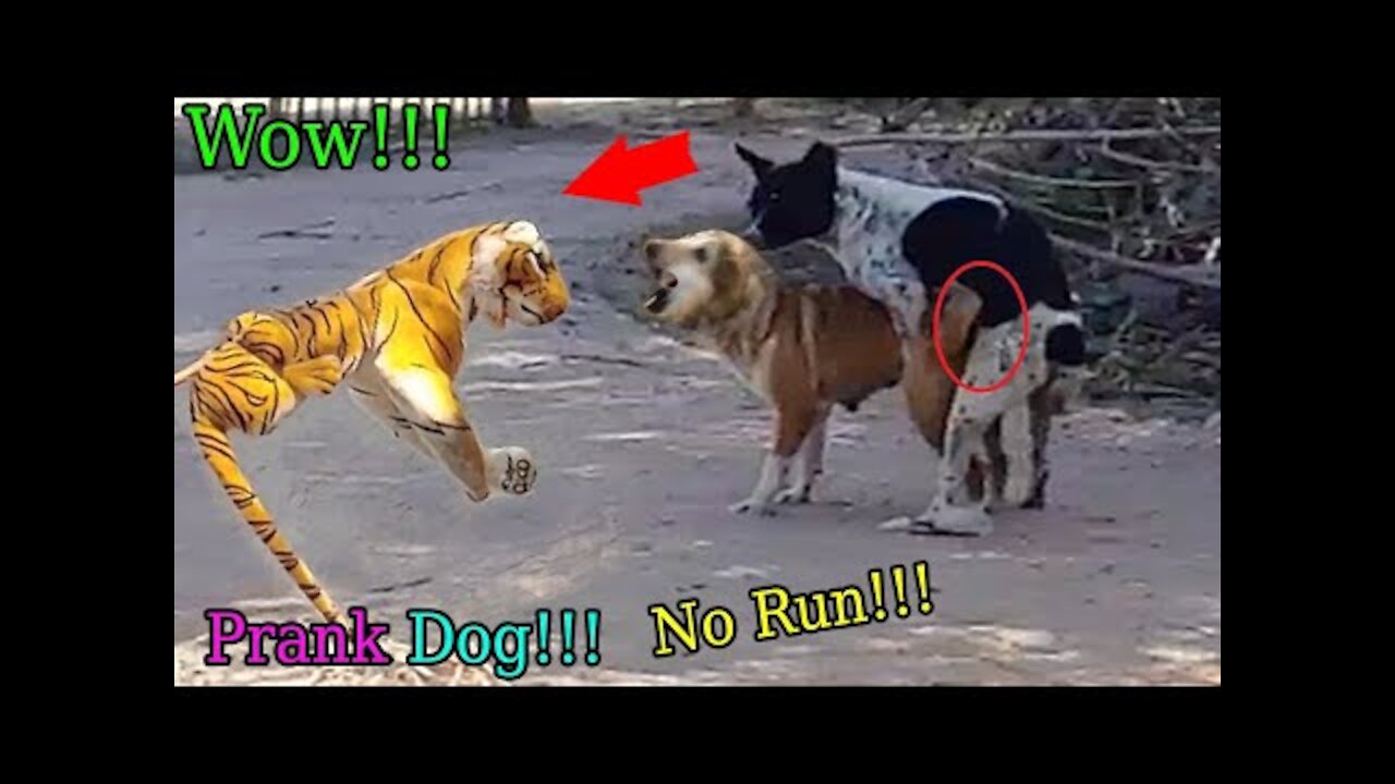 Wow Nice Fake Tiger Prank Dog..! Dog Run Very Funny Prank Video 2021