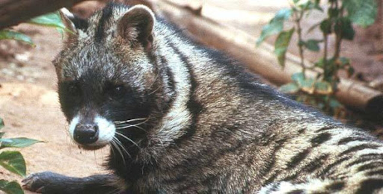 Animal that has the most expensive poop - Civet