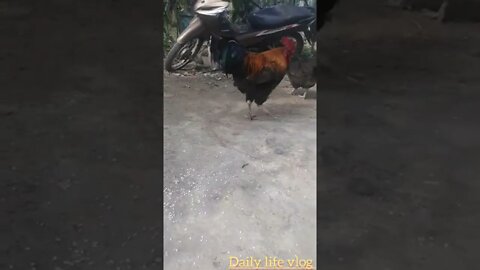 the rooster is afraid of my camera even though I raised him since childhood