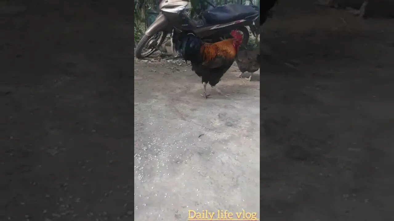 the rooster is afraid of my camera even though I raised him since childhood