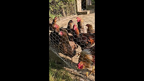 pretty chickens