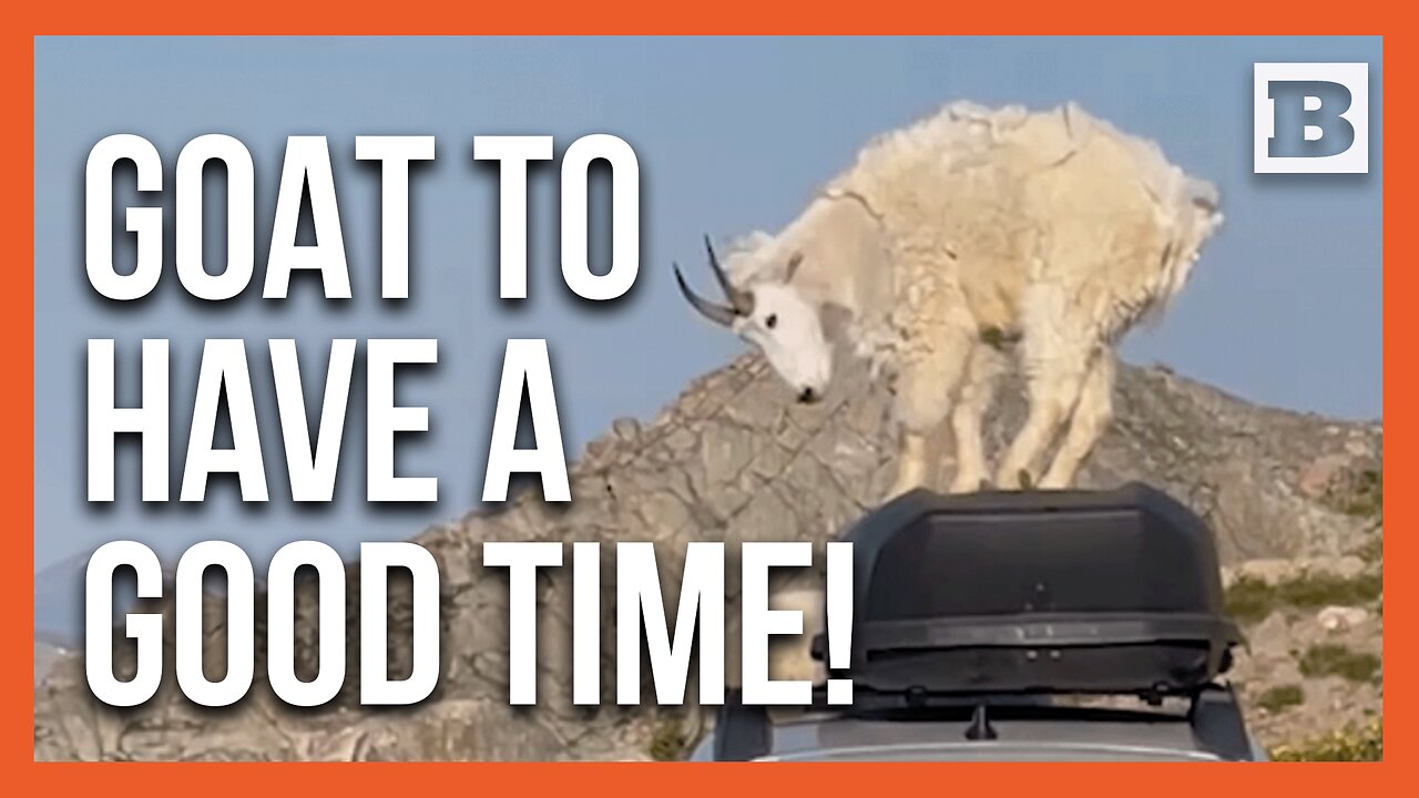 Baa-rilliant Idea Gary! Wild Goats Turn SUV Into a Dance Floor