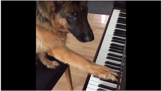 German Shepherd Puppy Learns How To Play The Piano