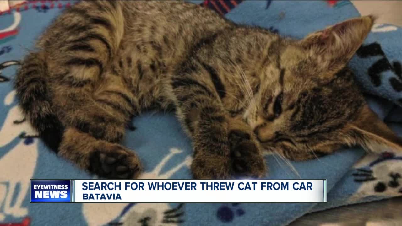 Cat thrown out of vehicle, euthanized because of injuries