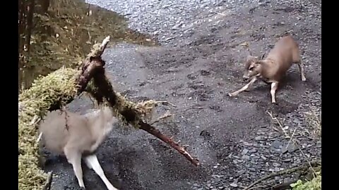 Deer playing on a Sandbar, May 2022