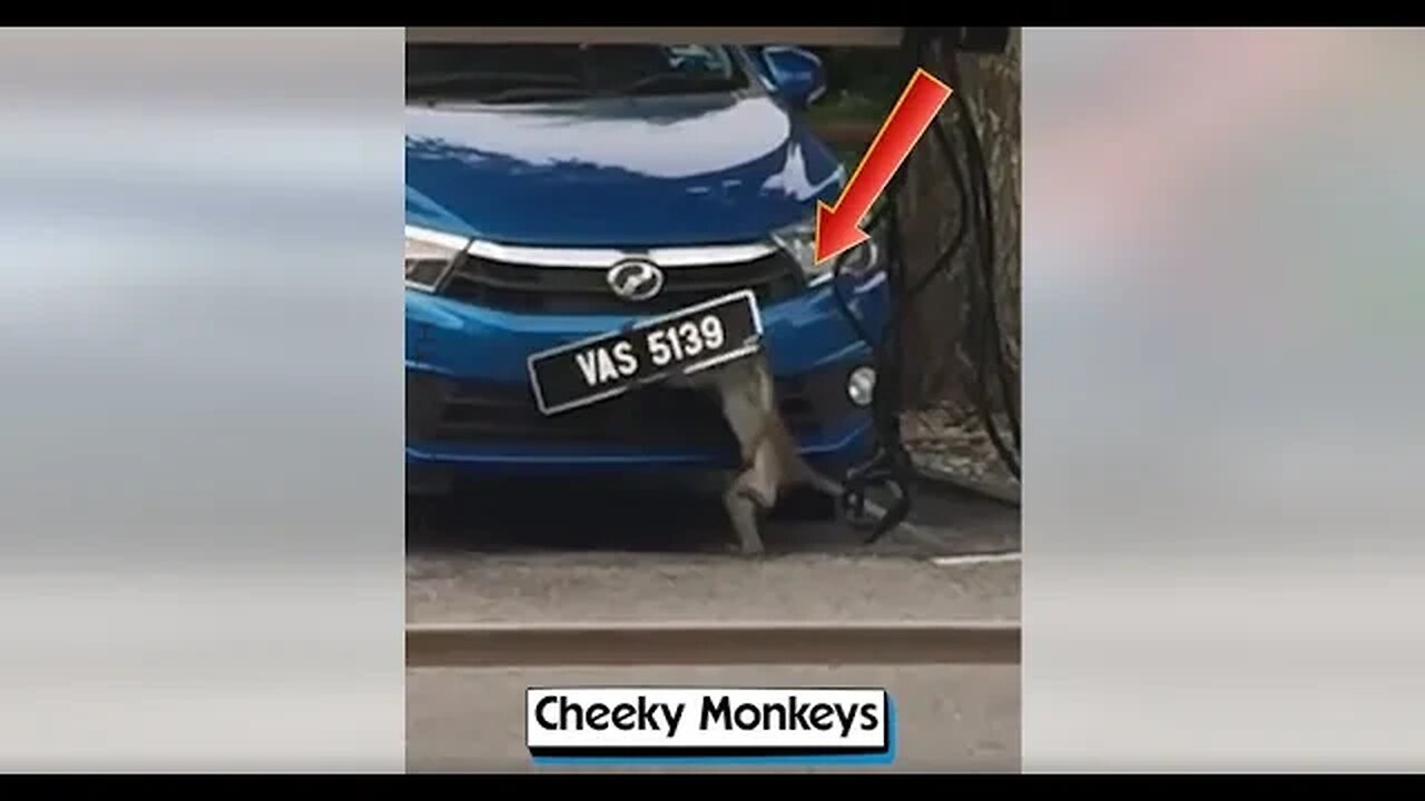 Monkeys Do the Unthinkable...You Won't Believe What Happens Next!