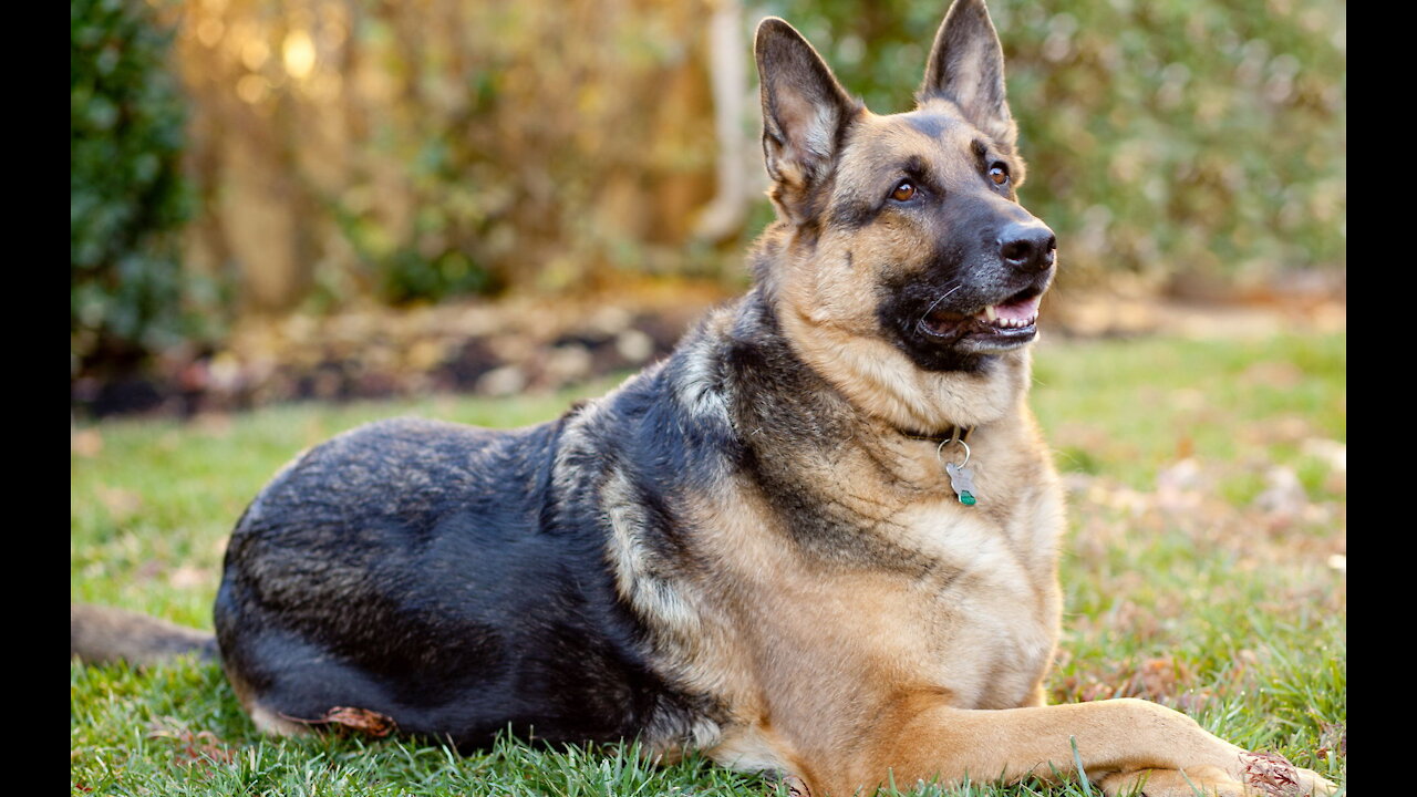 German Shepherd Attacks Pitbull [OFF LEASH DOG PARK] |