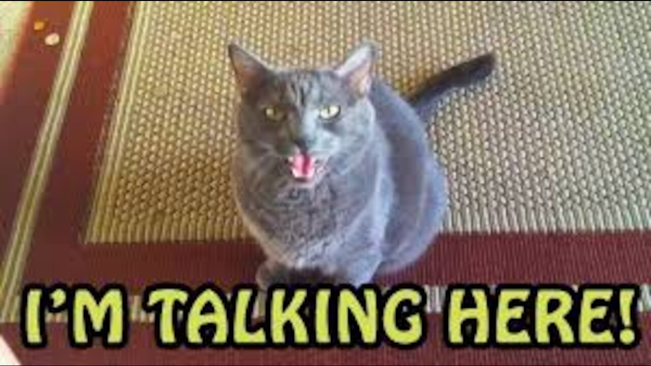 Cats Shockingly Talk English like Humans