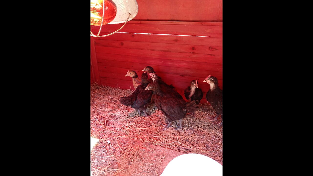 All fowl pt2 baby fowl