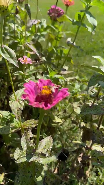 Honeybee + zinnia