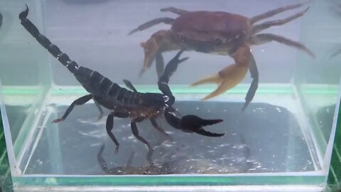 Crab vs Scorpion Underwater - Caranguejo vs Escorpião-14