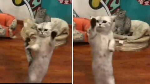 A cat dances and others watch him.