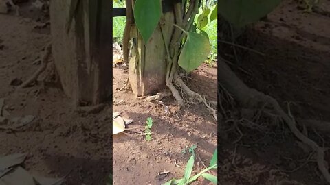 Where does the fungal infection come from?