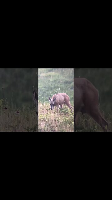 Mashup of JD’s mule deer scouting from the weekend. #shorts