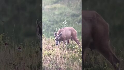 Mashup of JD’s mule deer scouting from the weekend. #shorts