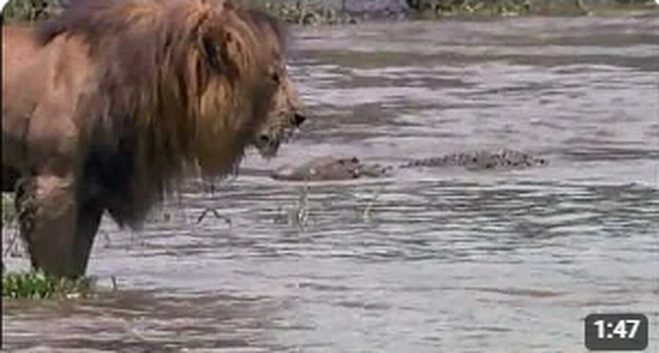 Epic Wildlife Showdown: Lion vs. Crocodile - Battle of the Predators