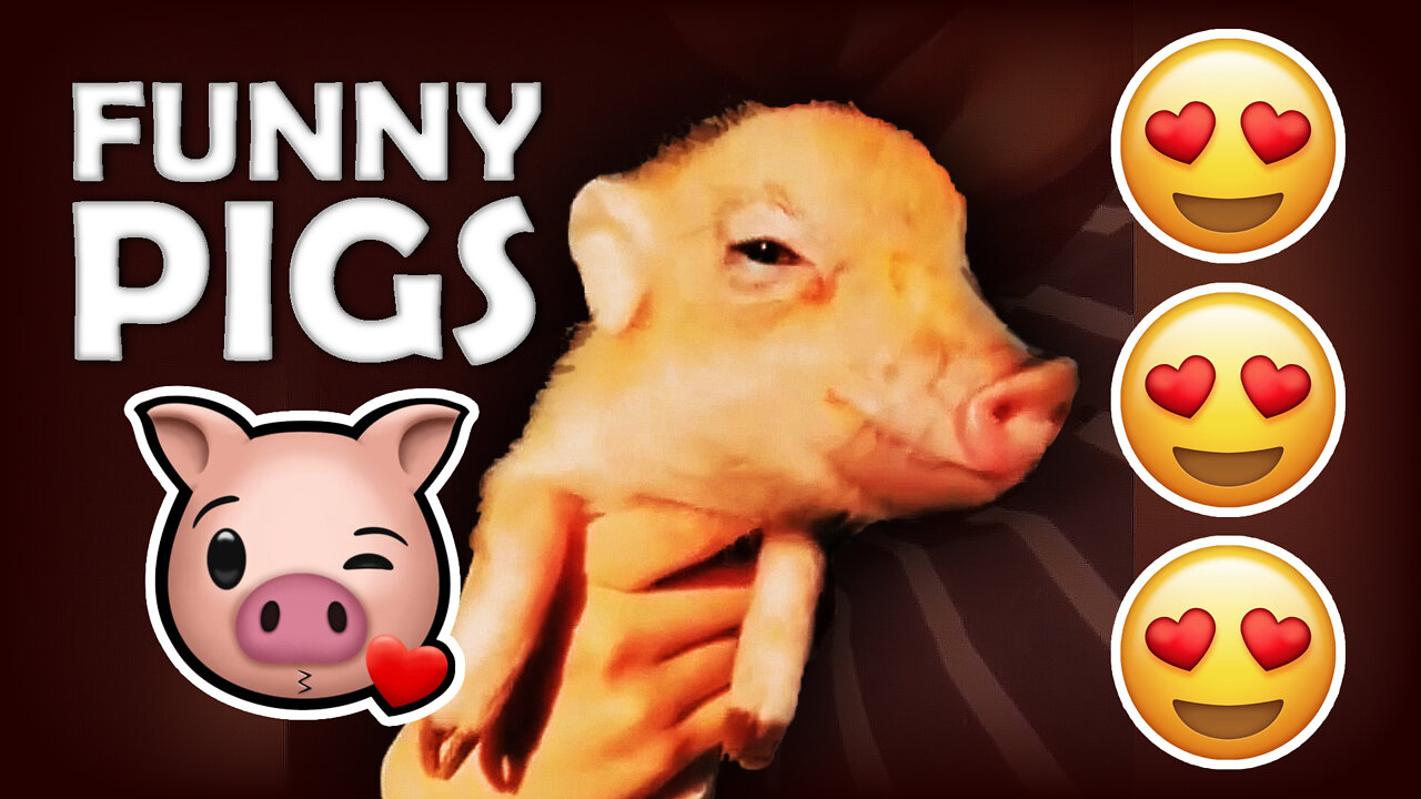 🐷 FUNNY BABY LITTLE PIGS PLAYING AT HOME - ADORABLE NATURE 🐷