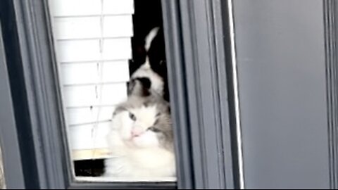 Ragdoll and Cavalier battle to see who is outside