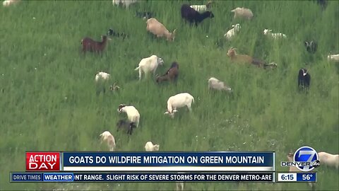 Goats do wildfire mitigation on Green Mountain