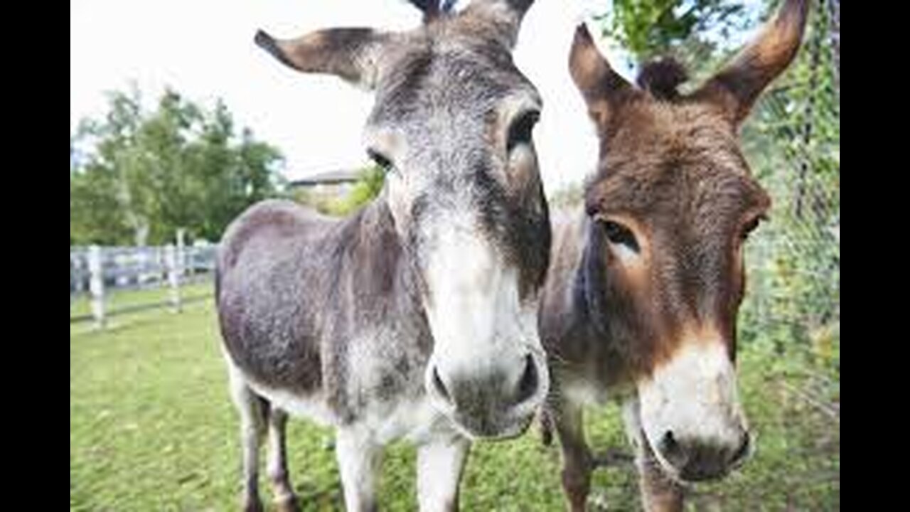 "Donkeys vs Mules - What's The Difference Really ?"