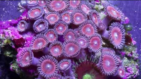 Meraviglioso time-lapse mostra la vita di una barriera corallina