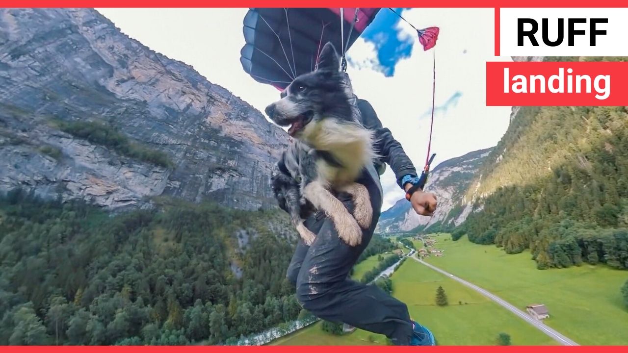 Watch this daring DOG leap off a 2,000ft cliff and parachute back down to earth