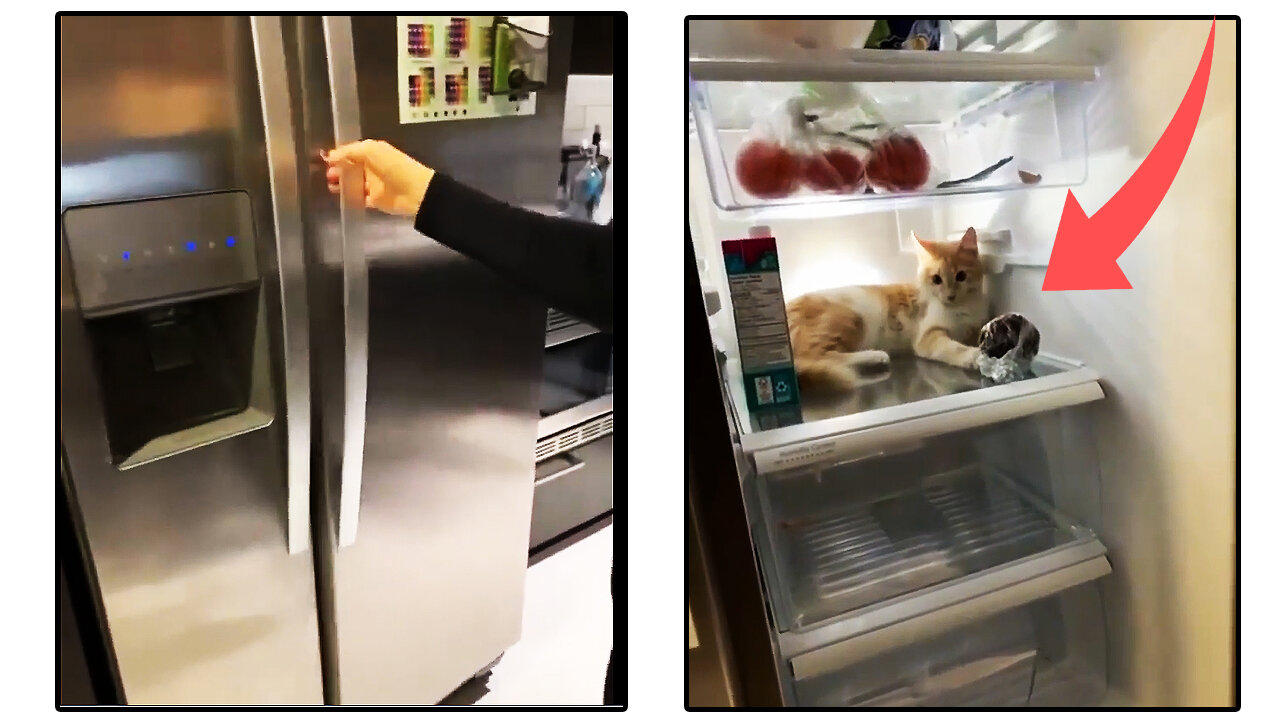 Cat inside the fridge