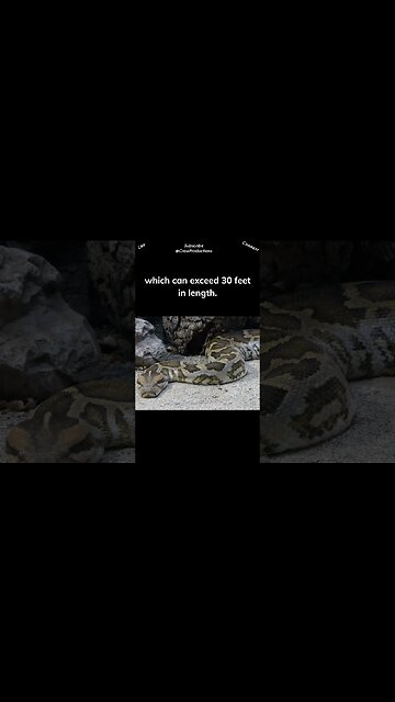 The world's longest snake species is the reticulated python #reptiles #snakes #shorts