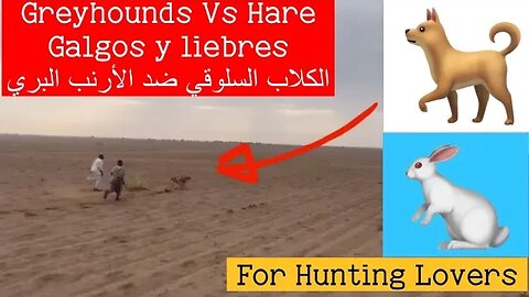 كلبين سلوقي ضد ارنب Galgos y liebres 2 Greyhounds Vs Hare 🐇 2 Bagian 2 Greyhound Vs Kelinci