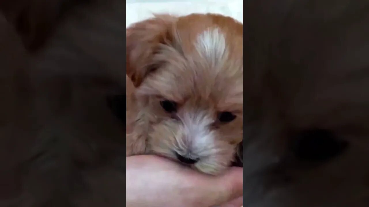 Funniest Cat and Dog Videos Compilation