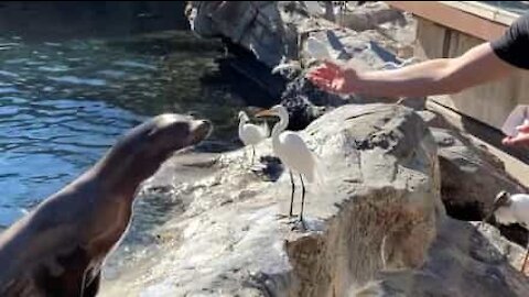 Audacieux, ce héron vole le dîner d'un lion de mer