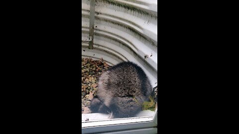 Raccoon first discovered in my window well