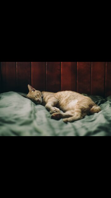 Cat Is Confused When Seeing Several People Calling He - TikTok Cats (Funny Animals #308)