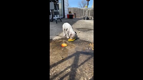 Puppy eating mango with duck and chicken￼